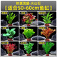 勝畫(huà)銅錢(qián)草魚(yú)缸水草水培植物直接入缸造景蜈蚣草凈化水質(zhì)古法養魚(yú)草 【財源茂盛火山石】50-60缸套餐