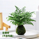 愛你一萬年苔蘚球微景觀植物盆栽竹柏菖蒲辦公室內(nèi)花卉綠植桌面苔蘚球好養(yǎng)活 鐵線蕨苔蘚球（無托盤）