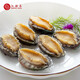 江船長(cháng)新鮮熟凍大鮑魚(yú)帶殼免處理鮮活冷凍貝類(lèi)去齒去內臟佛跳墻蒜蓉海鮮 鮑魚(yú)肉約60?！局刑枴? title=