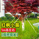 壹植日本紅楓樹(shù)苗四季紅舞姬室外楓葉盆景盆栽庭院綠化植物風(fēng)景花樹(shù)苗 紅楓苗1米高左右-基地現(xiàn)挖發(fā)貨 不含盆