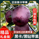 順豐可選甘肅黑卡蘋(píng)果黑鉆蘋(píng)果5斤純甜黑色蘋(píng)果新鮮水果整箱禮盒M 3斤【順豐精選裝】