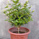 筆尖茉莉獨(dú)桿單瓣茉莉花盆栽虎頭茉莉室內(nèi)植物花苗白色茉莉好養(yǎng) 筆尖茉莉5年苗不含盆