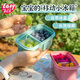 易優(yōu)家小學生水果保冷盒2分格食品級便當盒露營野餐保鮮盒小飯盒餐盒