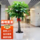 嘆為觀(guān)止 發(fā)財樹(shù)大型植物辦公室盆栽開(kāi)業(yè)客廳綠植 辮子發(fā)財樹(shù)1.2-1.3米 含盆