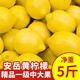 蜀惠四川安岳黃檸檬 精品一級新鮮檸檬鮮果批發(fā)奶茶店當(dāng)季水果 精品一級中大果5斤