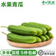 水果青瓜新鮮蔬菜沙拉脆嫩荷蘭小青瓜沙拉食材沙拉蔬菜水果小黃瓜 500g