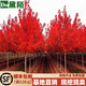 黛陌  日本紅楓樹苗美國紅楓樹苗日本紅楓苗紅舞姬四季嫁接紅楓盆景盆栽庭院地栽彩色綠化苗木行道樹 美國紅楓2公分粗 其它