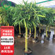 歐芽大型佛肚竹盆栽室內植物羅漢竹米竹紫竹盆景佛肚竹大苗佛肚竹盆栽 直徑10厘米粗一顆價(jià)格