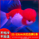 智伴熊 ZIBARBEAR紅獅子頭觀(guān)賞魚(yú)活體冷水魚(yú)好養耐活紅國獅小金魚(yú)淡水魚(yú)黑龍晴活魚(yú) 11-13cm大紅白獅1條