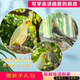 玄鳳鸚鵡活體會(huì )學(xué)說(shuō)話(huà)手養寵物黃化玄鳳一對可繁殖鳥(niǎo)活物鸚鵡活鳥(niǎo) 一只純手養當天上手三色可選包