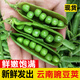 辰實(shí)【現貨】豌豆莢新鮮 云南農家豌豆 當季蔬菜青豌豆帶殼現摘現青豆 5斤