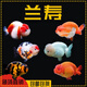 逸樂(lè )寵蘭壽金魚(yú)冷水魚(yú)觀(guān)賞魚(yú)活體小金魚(yú)不用加溫錦鯉魚(yú)奶牛招財泰獅金魚(yú) 蘭壽隨機2+1備損共3條