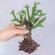 登越樹(shù)樁月季花苗 樹(shù)狀月季花樹(shù)樁樹(shù)形月季樹(shù)型 嫁接樹(shù)樁月季花樹(shù)苗 月季小苗 苗