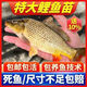 特大鯉魚苗黃河大鯉魚黃金鯉魚稻田鯉魚苗鮮活養(yǎng)殖可食用鯽魚魚苗 正宗鯉魚苗4-6厘米100條