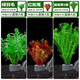 瘋狂水草魚缸造景水草植物直接入缸種植環(huán)綠羽毛紅松尾狐尾草源頭直發(fā)包郵