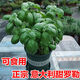 朵芮蜜甜香羅勒九層塔西餐料理可吃香草盆栽新鮮羅勒葉食用食品級香料 甜羅勒（加侖盆）