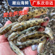 筍殼魚 潮汕特產(chǎn)狗母魚鮮活速凍九母狗母魚石斑小黃魚營養(yǎng)煲湯魚 500g *1