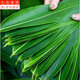 芙蓉景 粽子葉新鮮大號粽葉箬葉包粽子的葉子新葉新鮮壽司烤肉擺盤(pán)棕葉 【50片粽葉】寬度約6cm配粽繩