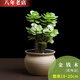 雅卉植物多肉植物新款含盆帶土老樁盆栽植物室內綠植小盆栽盆景 素陶瓷盆[金錢(qián)木] 帶盆栽好