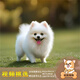 夢茜兒純種博美犬球形博美幼犬活體寵物狗狗茶杯犬博美狗小白狗小體博美 寵物級 公