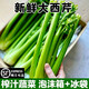 【順豐上門】山東壽光榨汁西芹新鮮10斤芹菜去半葉西洋芹脆嫩蔬菜 【現(xiàn)摘現(xiàn)發(fā)+順豐到家】=新鮮出汁 【去葉5斤】療愈健康