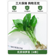 卉軒居水培植物室內(nèi)綠植四季水生好養(yǎng)活綠蘿富貴文竹芋白掌魚缸和魚共養(yǎng) 綠蘿6棵 不含盆