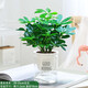 鴨腳木盆栽綠蘿籮花卉植物室內(nèi)花水培綠植多肉好養(yǎng)發(fā)財(cái)樹(shù)吸除甲醛 鴨腳木25-30cm+早安盆+營(yíng)養(yǎng)液 含盆