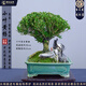 潮裕盆景黃楊盆景矮霸真樹(shù)家居室內(nèi)外客廳陽(yáng)臺(tái)辦公室擺件送禮佳品四季長(zhǎng)青 黃楊盆景16 高端盆景/一物一拍