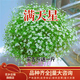 花鄉云錦滿(mǎn)天星種子好養的花卉種孑四季花種室內開(kāi)花種籽子庭院種籽 白色500粒