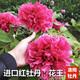 鑫意牡丹花苗正宗洛陽(yáng)牡丹花樹(shù)苗盆栽大苗牡丹苗花種四季重瓣花卉花籽 花王 牡丹苗2-3分叉+肥料