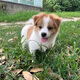旺園興田園犬犬活物小狗活體可愛小花狗小白狗小黑狗幼犬土狗領(lǐng)田 混血級(jí) 柯基混血 公母備注