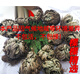 新款卷柏草九死還魂草復活草植物草小盆栽泡水綠植 直徑約7cm1棵 不含盆