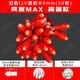 木景森led發(fā)光字12v穿孔燈門(mén)頭廣告招牌防水外露燈串9mm彩色點(diǎn)陣字燈珠 紅色12V灌膠9mm【50顆】全透光