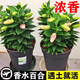 京厽百合花種球香水百合四季開(kāi)花好養(yǎng)活花卉植物室內(nèi)外花苗盆栽花種子 百合花種球混合5顆球送2包肥料