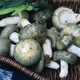 云南野生青頭菌 骨朵新鮮野生菌綠頭菇 花臉菇特產(chǎn)鮮菌菇順豐空運(yùn) 250g【精選】新鮮青頭菌