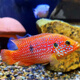 瀚幻三湖慈鯛中大型活體熱帶觀(guān)賞魚(yú)馬鯛伊巴卡藍六間非洲王子藍面財神 血鉆紅寶石5-7cm1條