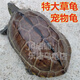 烏龜活體大型草龜活體中華草龜花雜草龜大龜水龜中華龜特大草龜 草龜 4斤 /只（26厘米左右）特大