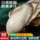 鹿凌青【鮮活】生蠔 特大牡蠣海蠣子 生鮮年貨禮盒 海鮮水產(chǎn)貝類(lèi) 【鮮活生蠔】3-4個(gè)/斤 【品嘗】3斤裝