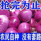 限時(shí)特惠】山東洋蔥蔥紫皮紅皮洋蔥現(xiàn)挖圓蔥頭正宗大果紫洋蔥新鮮 限時(shí)鉅惠：速搶//帶箱 9斤 -中果