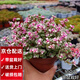 兩腿跑【送貨上門】教師節(jié)多肉植物帶盆桌面盆栽組合綠植花卉幼兒園盆栽 雅樂之舞(帶盆栽好)