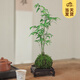 開(kāi)時(shí)果 小葉米竹盆栽苔蘚球植物 觀(guān)音竹子水培盆景桌面盆栽源頭直發(fā)包郵 苔蘚球+四方底座