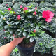 萌肉居杜鵑花四季種植盆栽花卉室內外開(kāi)花植物杜鵑花苗原盆源頭直發(fā)