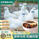 白鳳村烏雞新鮮現(xiàn)殺農(nóng)家林間散養(yǎng)土雞正宗原種泰和烏骨雞公雞老母雞整只 五谷散養(yǎng)180天原種烏雞整只650g