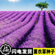 三喜農(nóng)場 薰衣草種子四季播盆栽薰衣草香草種子花卉種子套餐草花種子 薰衣草種子1000粒
