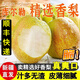 驕瑰【新疆直發(fā)】庫爾勒香梨全母梨特級小香梨當(dāng)季新鮮水果整箱禮盒 5斤一級全母梨100-120克 順豐新疆直發(fā)