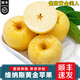 南步山東維納斯黃金蘋(píng)果【JD】脆甜奶油黃胖子黃元帥蕉蘋(píng)果青森水果 9斤 精選中果【單果75mm+】