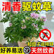 驅(qū)蚊草盆栽植物薄荷室內(nèi)綠植祛蚊種籽子庭院香葉天竺葵開(kāi)花防蚊蟲(chóng) 驅(qū)蚊驅(qū)蚊草1盆原土無(wú)盆送肥料
