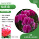 京農研花種子大小葫蘆種籽向日葵太陽(yáng)花紫蘇虞美人薰衣草貓薄荷陽(yáng)臺盆栽 仙客來(lái) 約6粒