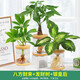 綠有意綠蘿發(fā)財(cái)樹文竹多肉花卉盆栽植物室內(nèi)薄荷富貴竹水培小綠植好養(yǎng)活 八方來(lái)財(cái)+發(fā)財(cái)樹+銀皇后 含盆