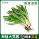 大芫荽新鮮泰國香菜食用冬陰功湯食材刺芹大香菜芫茜香料蔬菜調(diào)味 【順豐可選】 250g